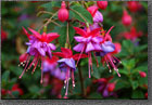 Fuchsias