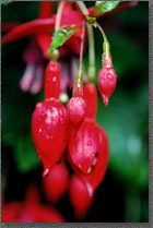 Red Fuchsia