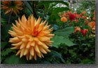 Dahlia Garden