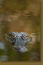 Alligator Eyes
