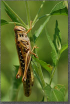 Grasshopper