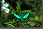 Green Butterfly