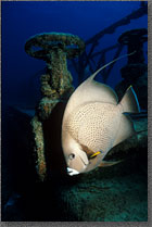 Grey Angelfish