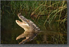 Happy Gator