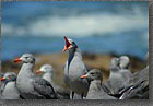 Heermann's Gulls