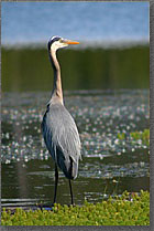 Heron