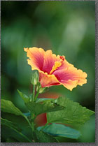 Pink Hibiscus