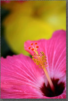 Hibiscus Petal