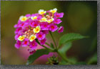 Lantana