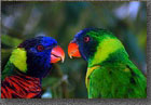 Lorikeets