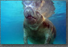 Manatee