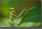 Preying Mantis