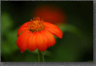 Mexican Sunflower