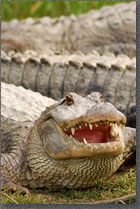 Smiling Gator