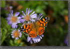 Orange Butterfly