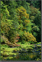 Oregon Leaves