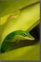 Shy Anole