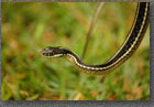 Garter Snake