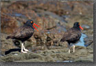 Oyster Catcher