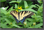 Palamedes Butterfly
