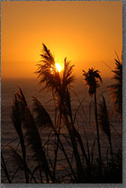 Pampas Sunset