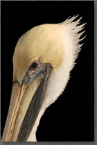 Pelican Profile