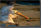 Pelican Flight