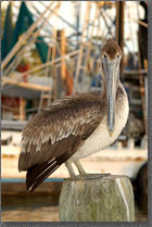 Pelican Gaze