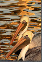 Pelican Portrait