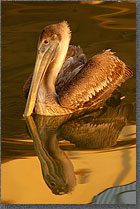 Pelican Reflection