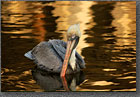 Curious Pelican