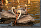 Pelican Twin