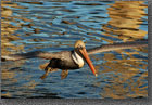 Pelican Wings