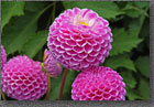 Pink Ball Dahlia