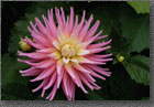 Pink Dahlia