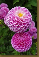Purple Dahlias