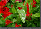 Rain Leaf