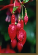 Red Fuschsia