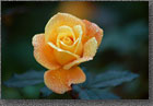 Yellow Rose