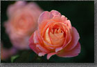 Raindrops on Rose