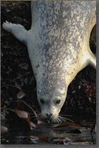 Seal Plunge