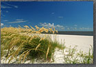 Sea Oats