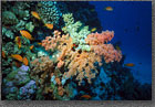 Coral Garden