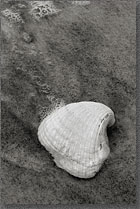 Ship Island Sea Shell