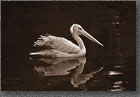 Sepia Pelican