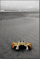 Ship Island Crab