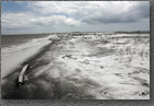 Ship Island Driftwood