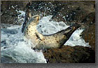 Splash Seal