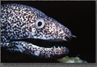 Spotted Eel