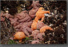 Tidepool Starfish